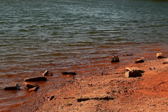 Close-up of gentle waves lapping against smooth stones on a serene lakeshore.