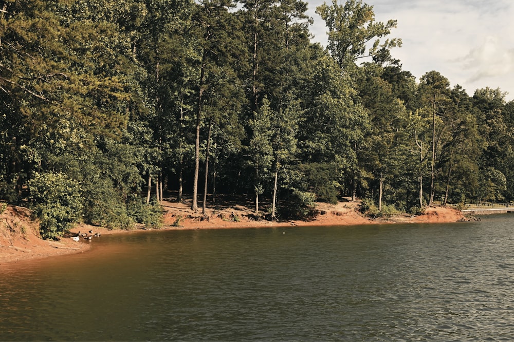 a body of water surrounded by trees and dirt