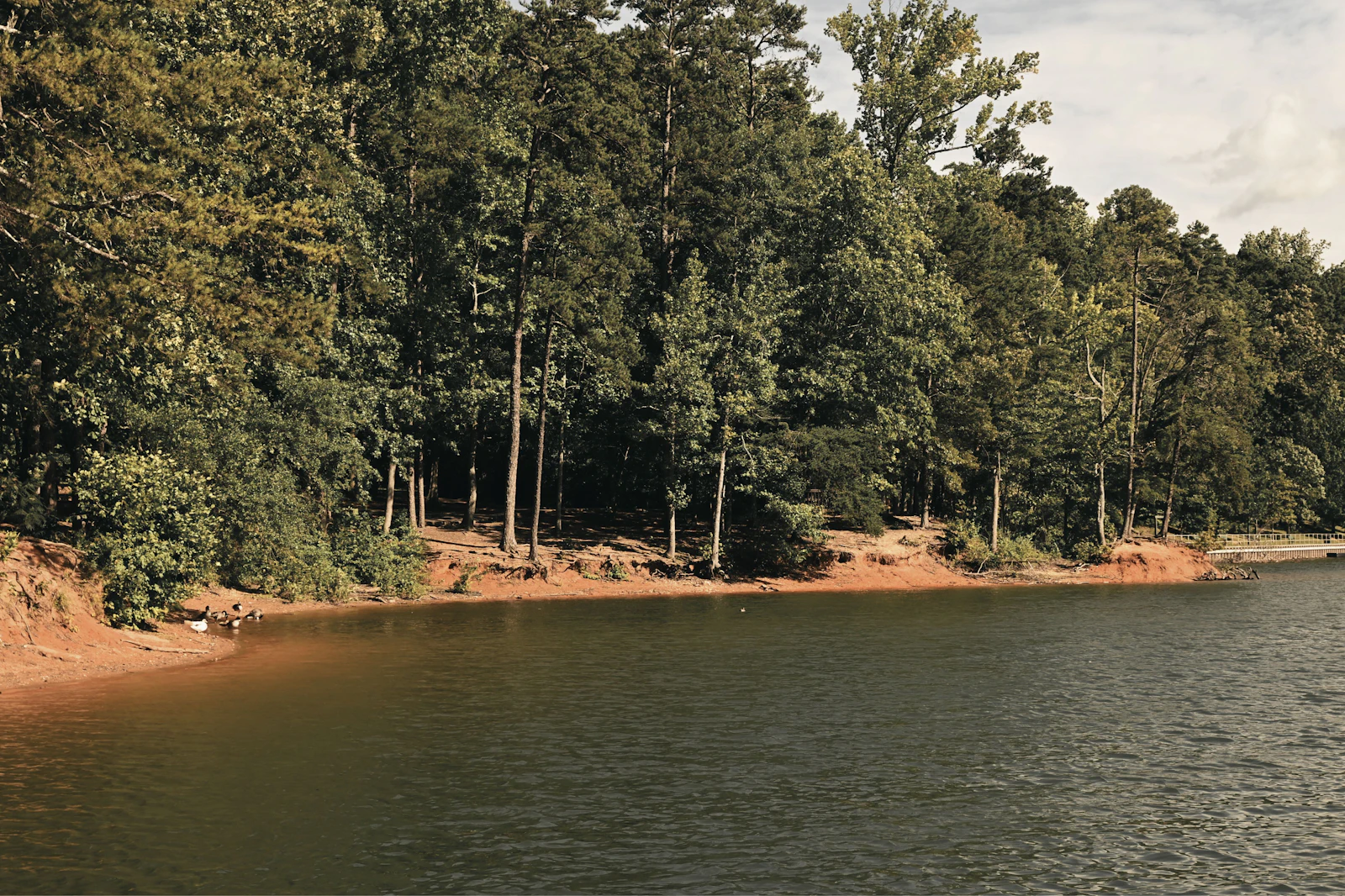 A lake shoreline ringed with trees.