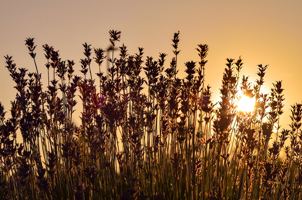 the sun is setting over a field of tall grass