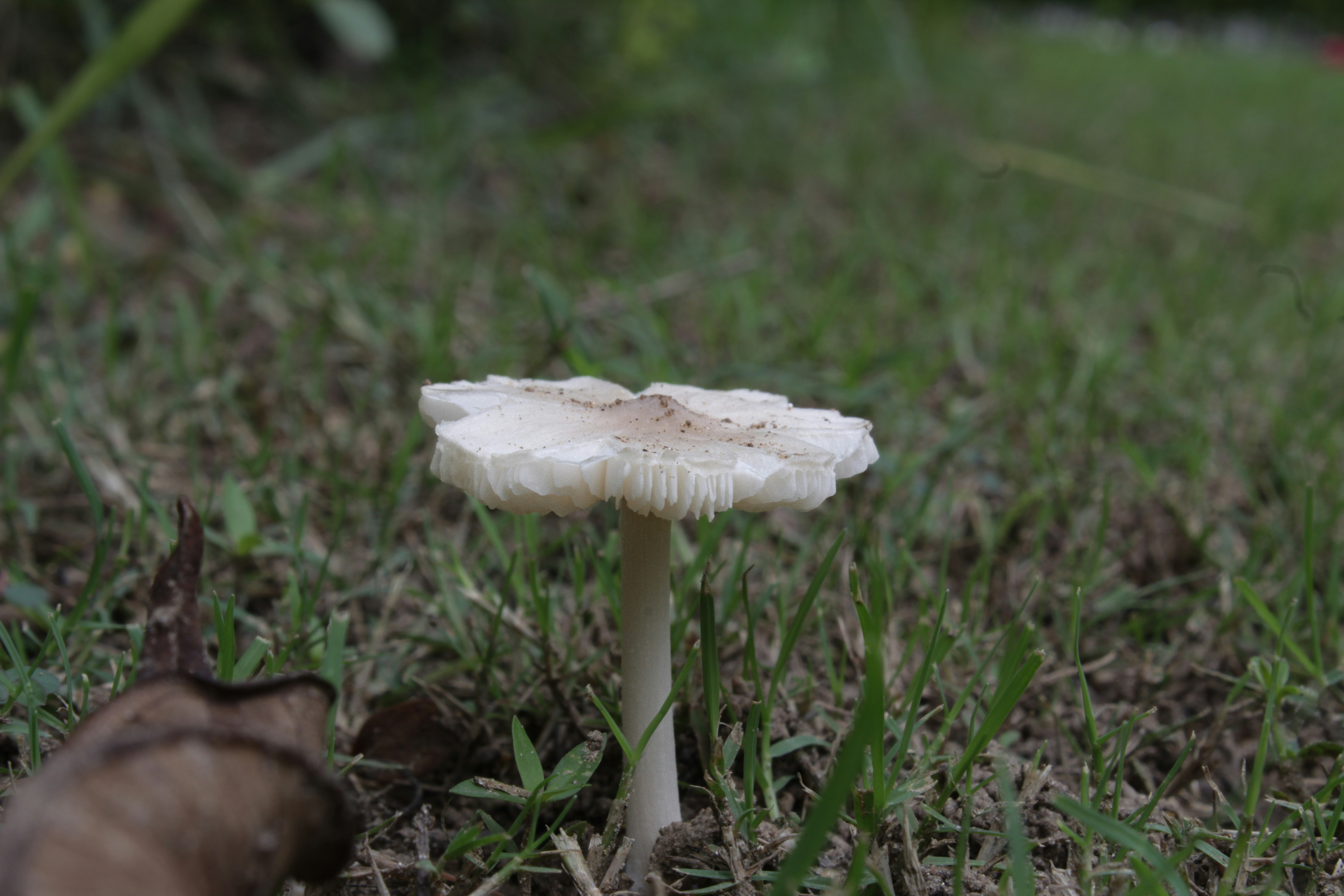 Fall Mushroom Management for Healthy Lawns