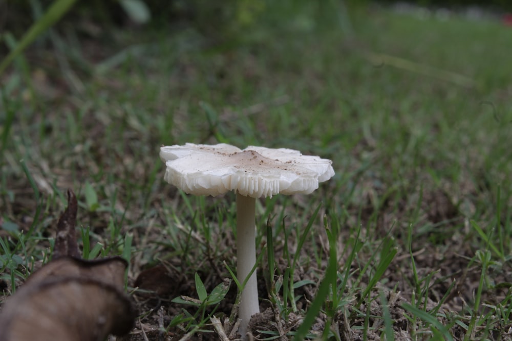 a white mushroom sitting on top of a lush green field