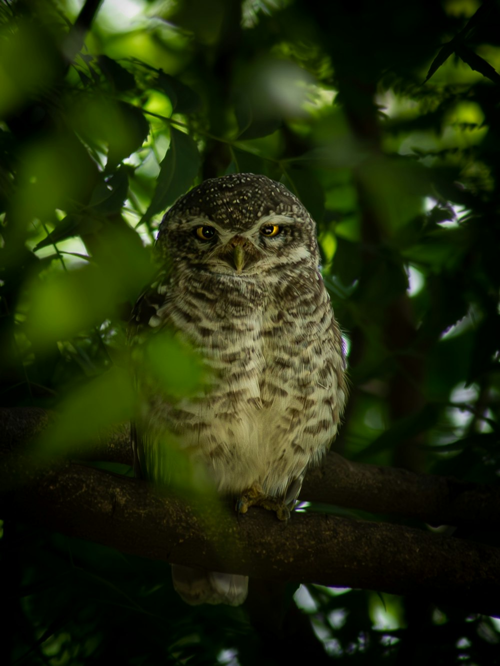 an owl is sitting on a branch of a tree