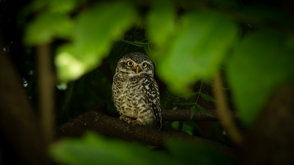 an owl is sitting on a tree branch