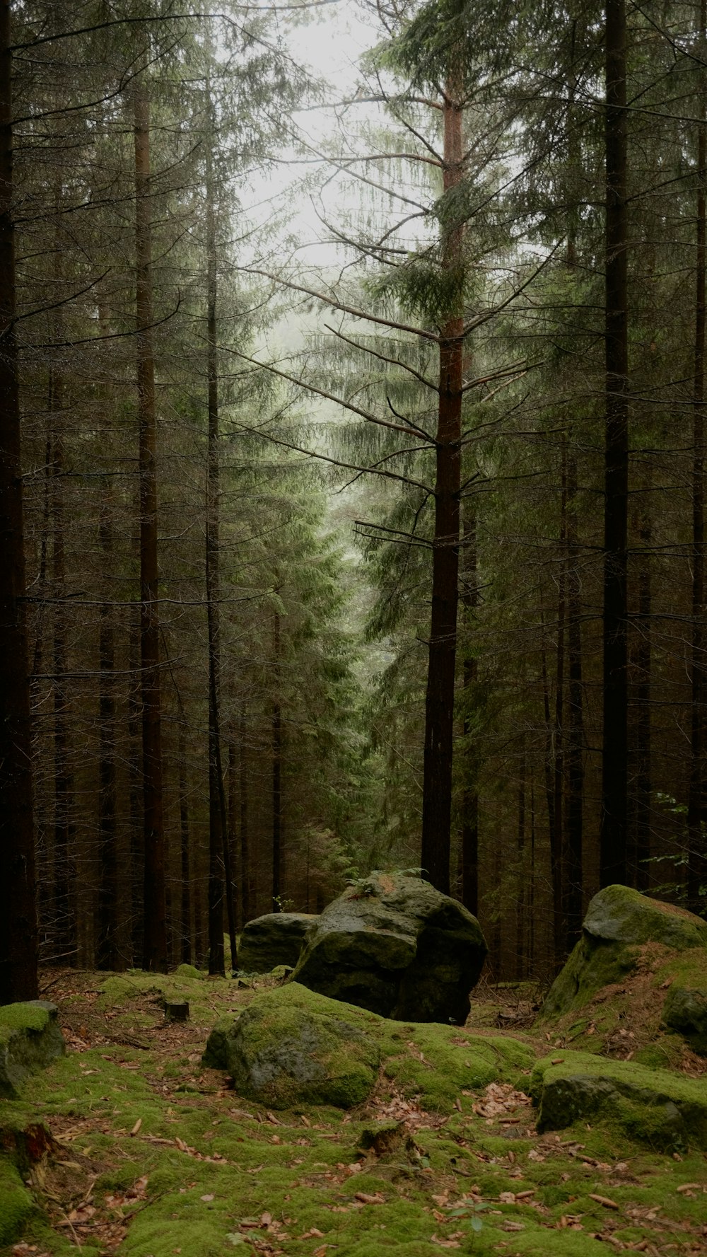 Una foresta piena di molte rocce coperte di muschio verde