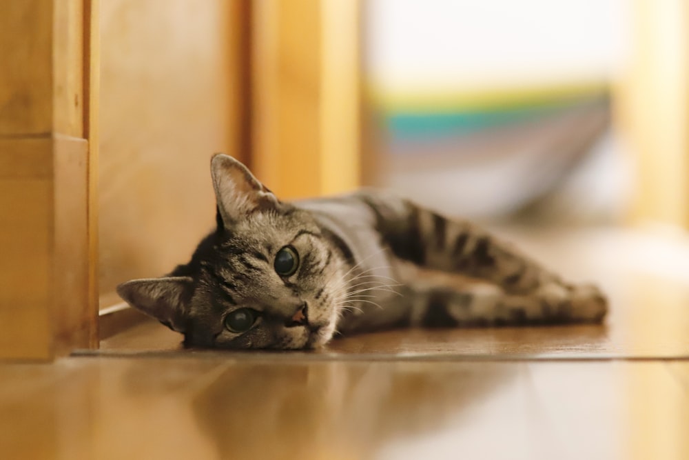 a cat laying on the floor looking at the camera