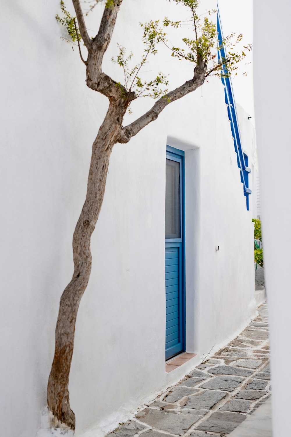 a blue door and a tree in front of a white building