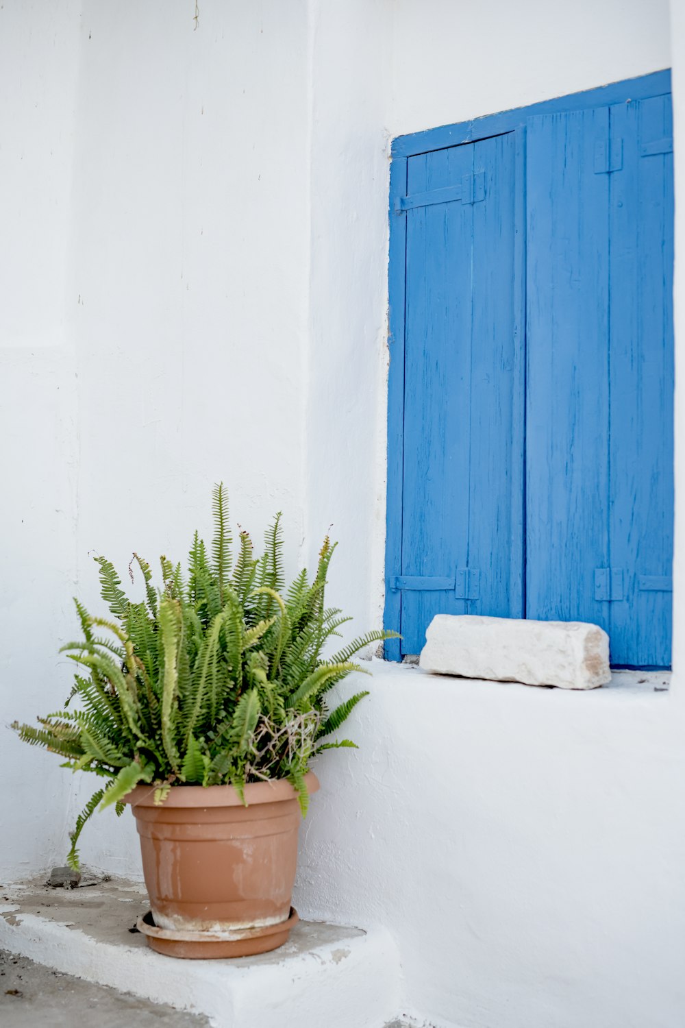 a potted plant sitting next to a blue window