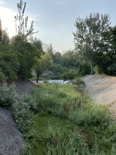 Sunlit plot area with lush green trees nearby.