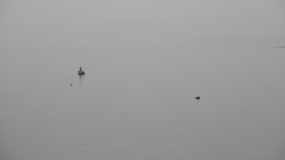 a couple of birds floating on top of a large body of water