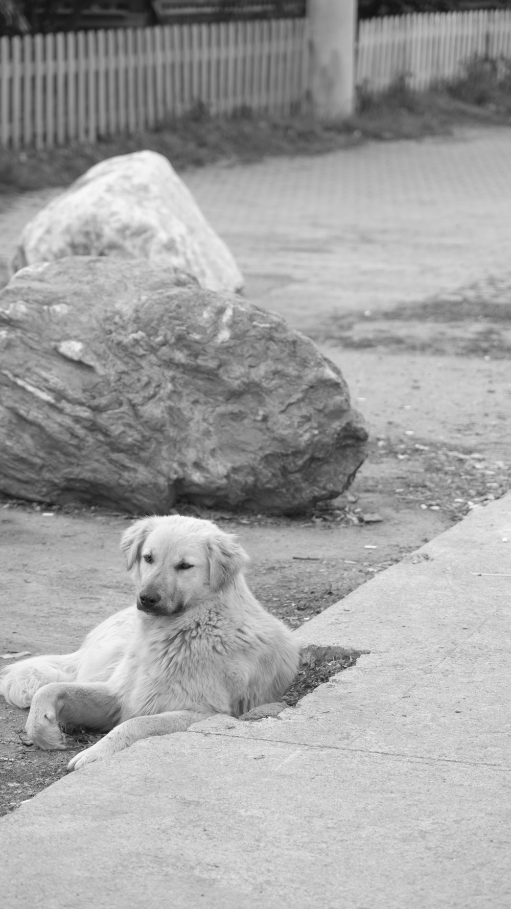 a large white dog laying on top of a sidewalk