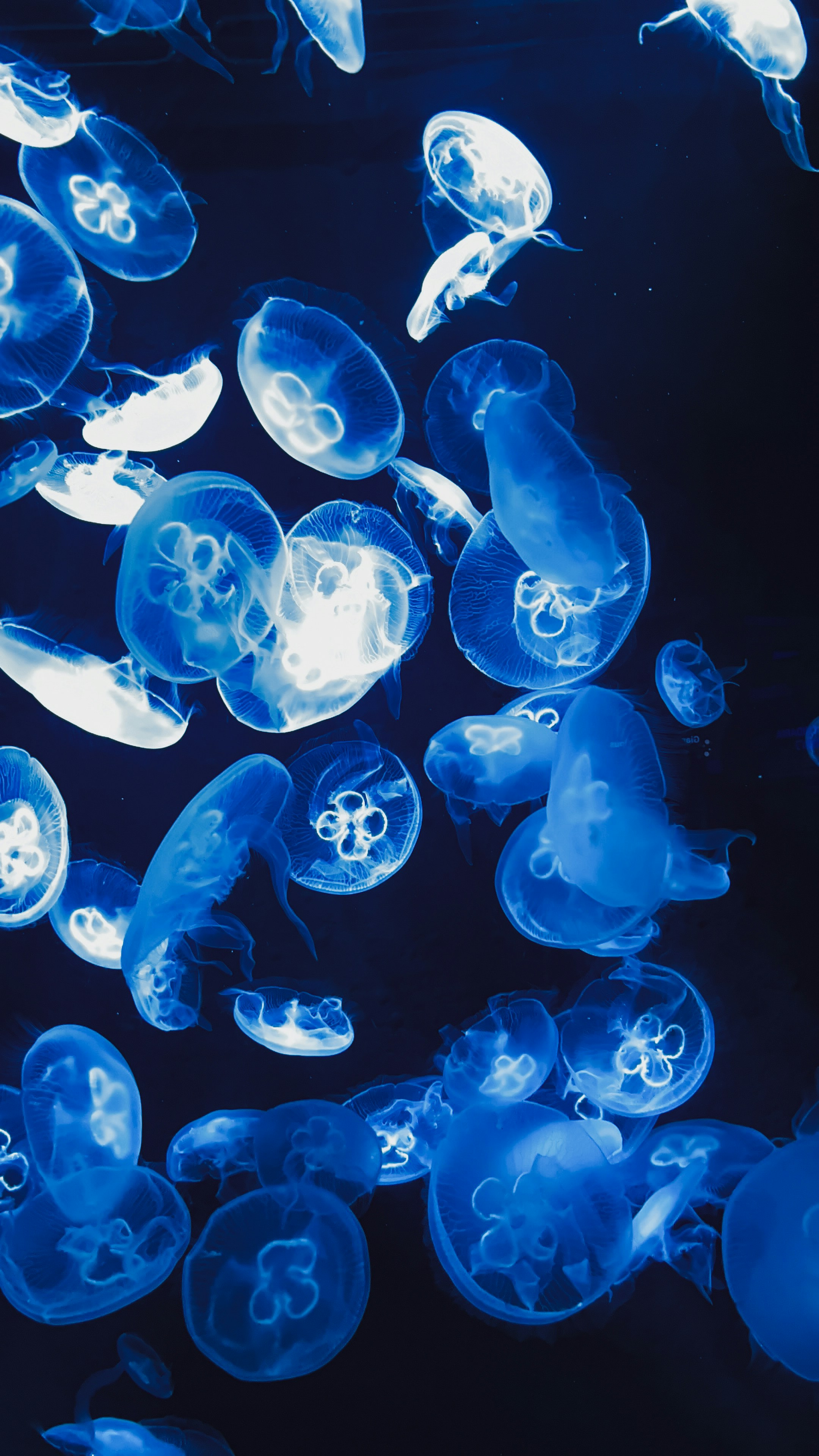A group of jellyfish swimming in the water photo – Free S.e.a. aquarium ...