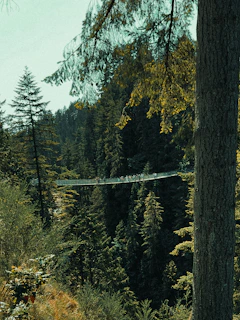 Adventure seekers crossing a suspension bridge over a deep valley surrounded by dense forest.