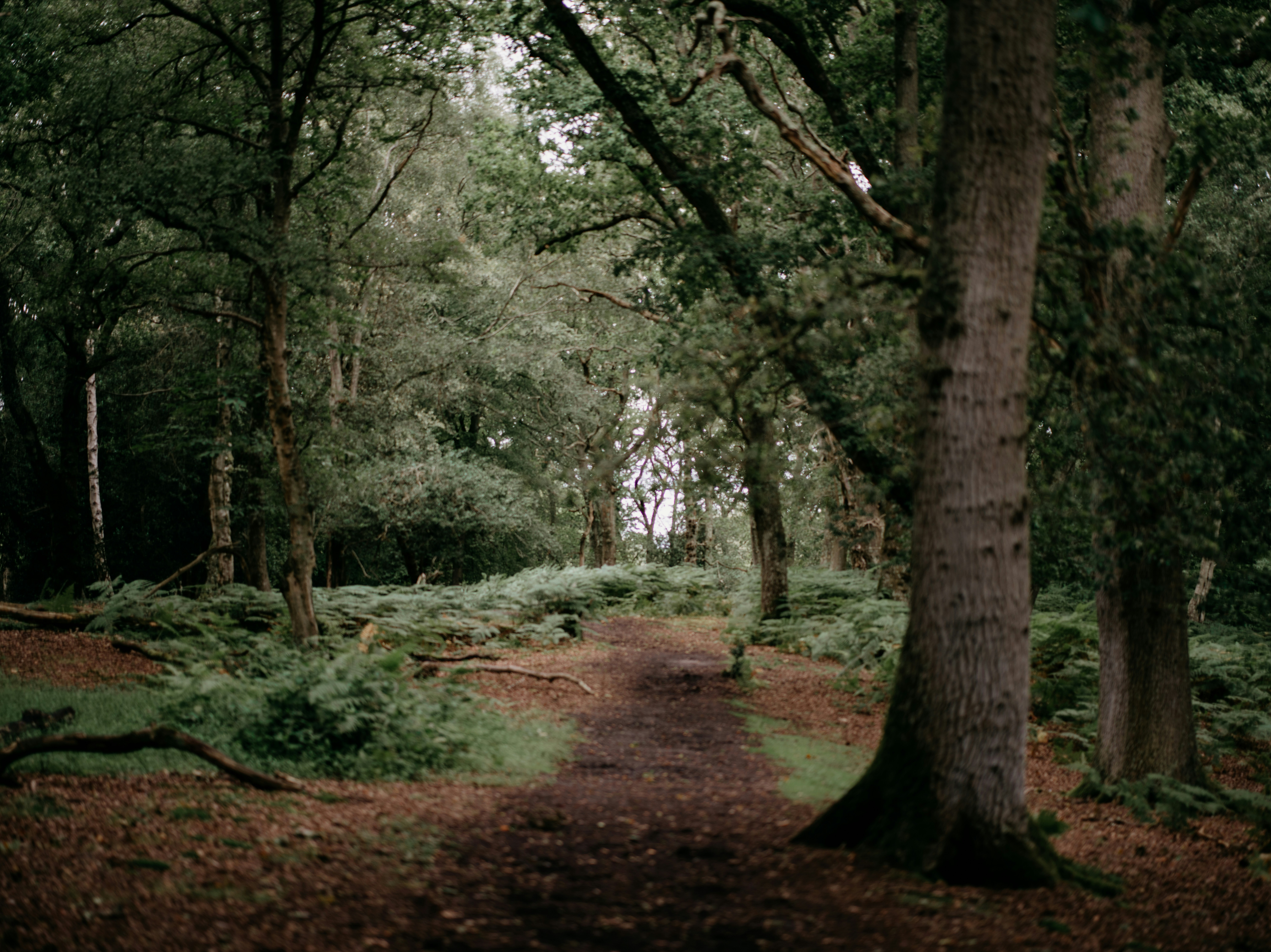 a path through a forest with lots of trees