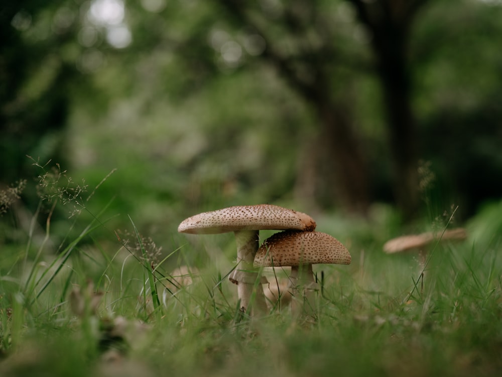a couple of mushrooms that are in the grass