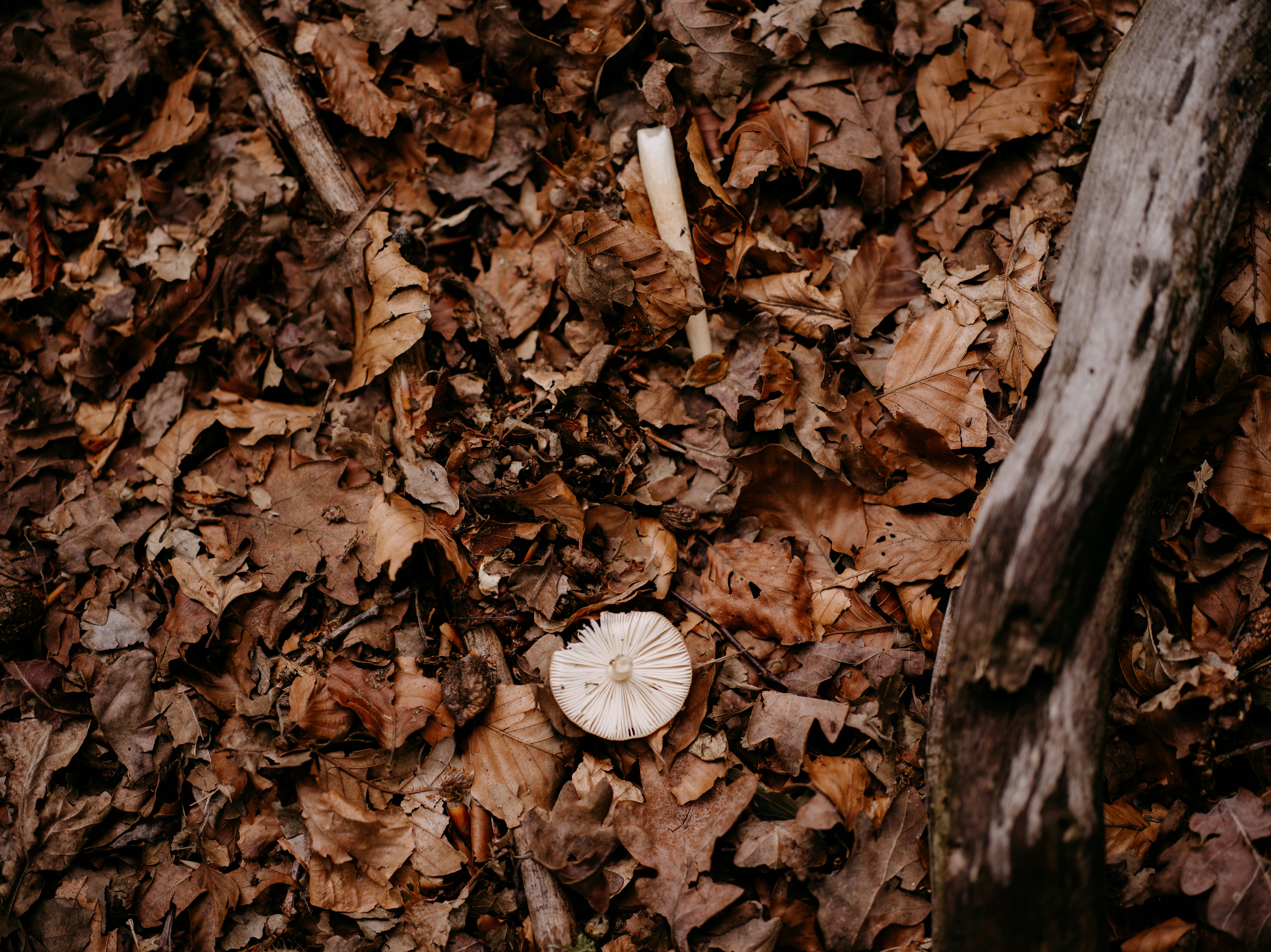 Photo by anniespratt