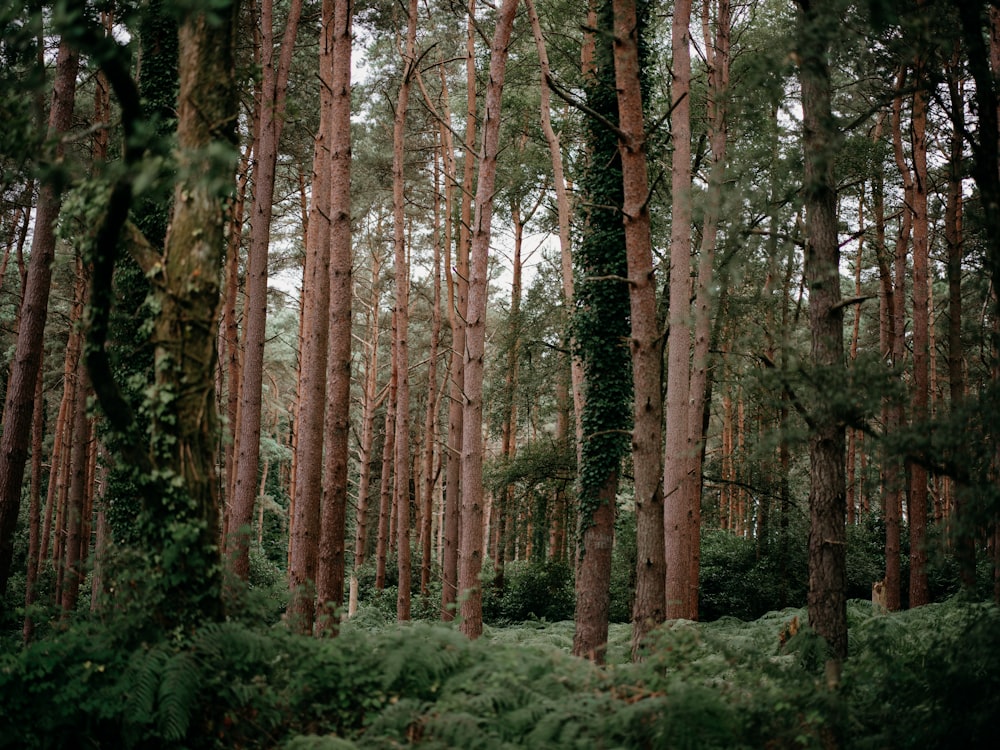 a forest filled with lots of tall trees