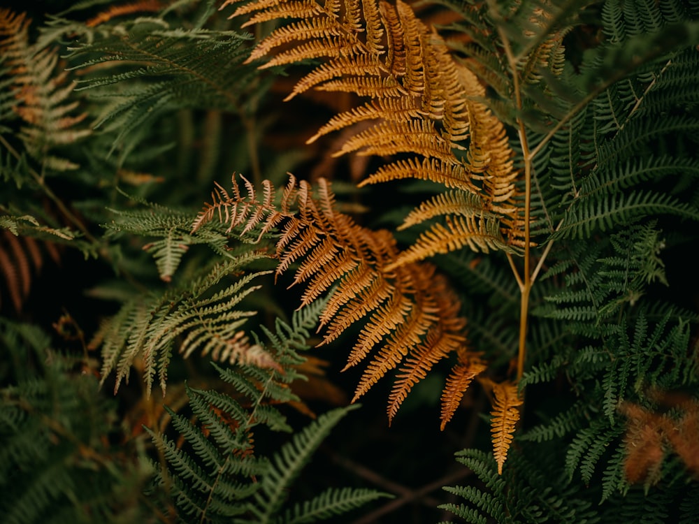 a close up of a plant with lots of leaves