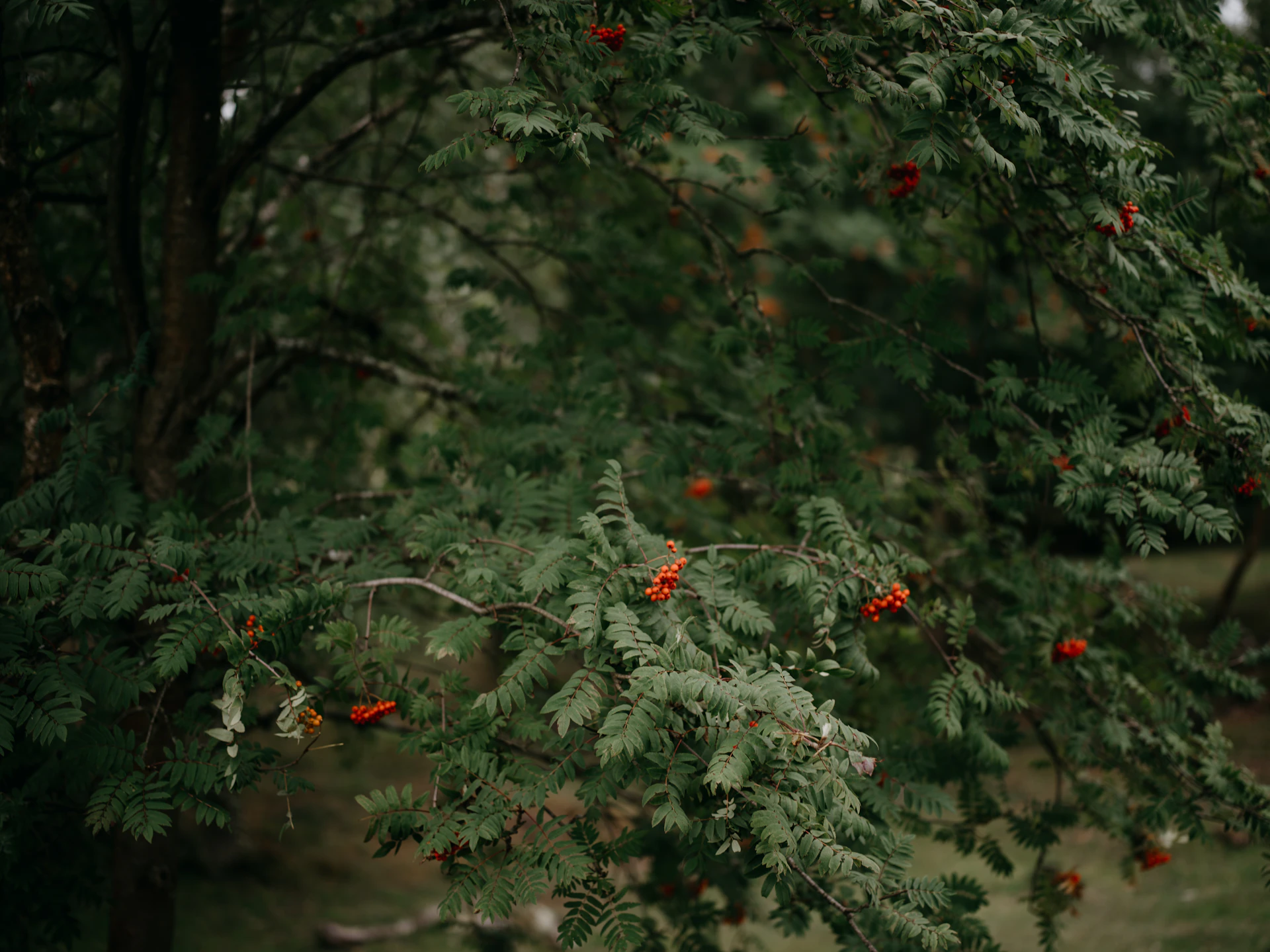 a tree filled with lots of green leaves and red berries