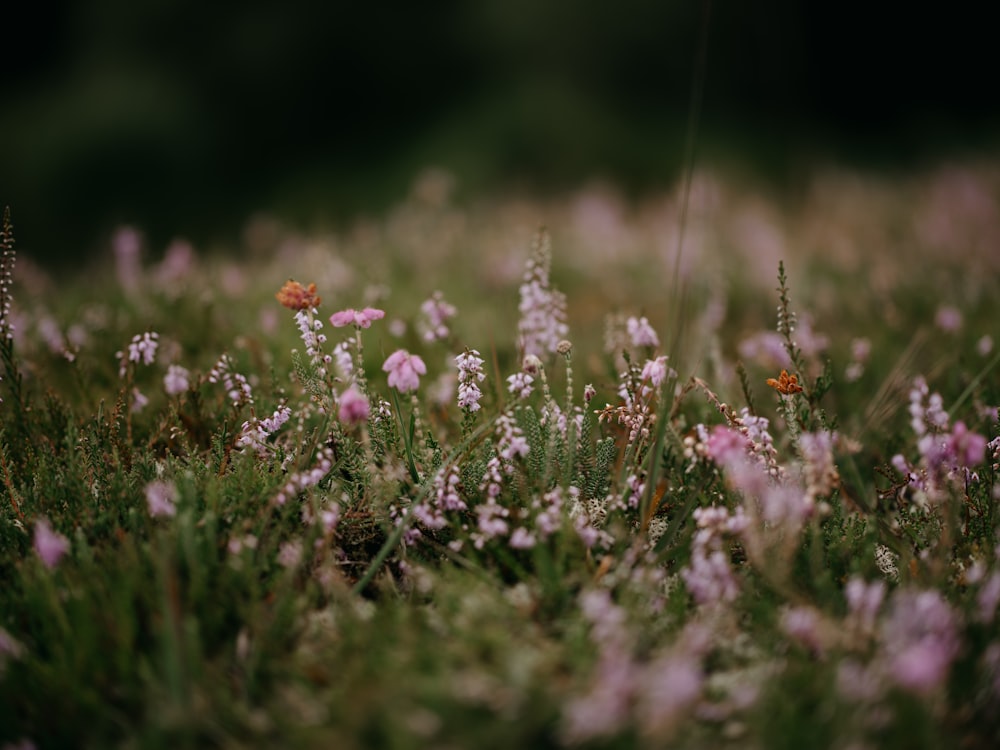 a field full of pink and white flowers