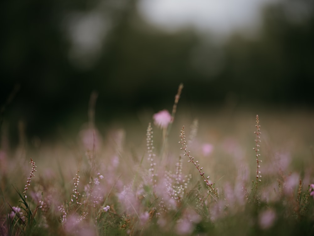 a field full of pink flowers with trees in the background