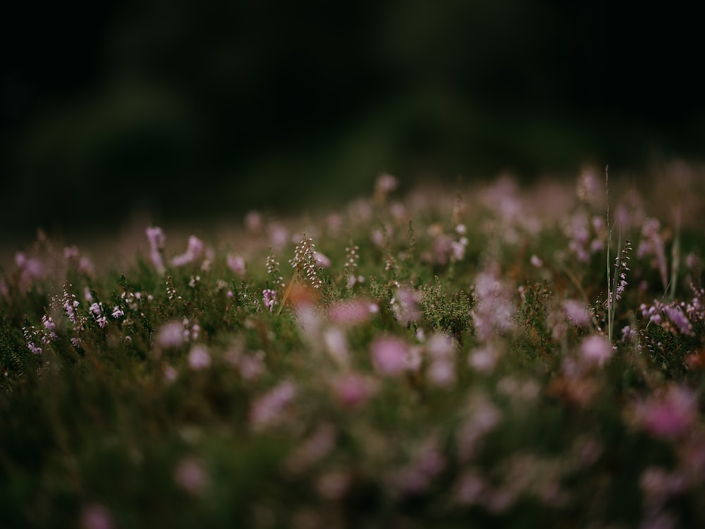 a field full of pink and white flowers