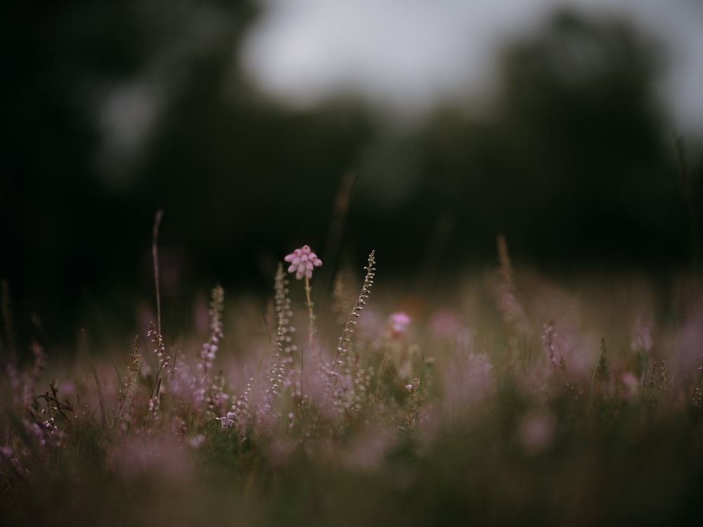 a field full of purple flowers with trees in the background