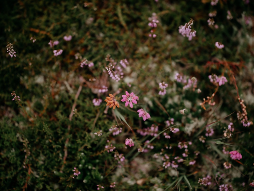 a bunch of flowers that are in the grass