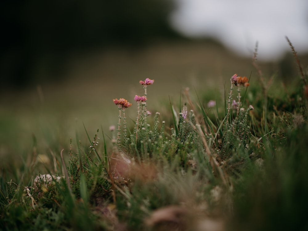 a group of small pink flowers growing out of the grass