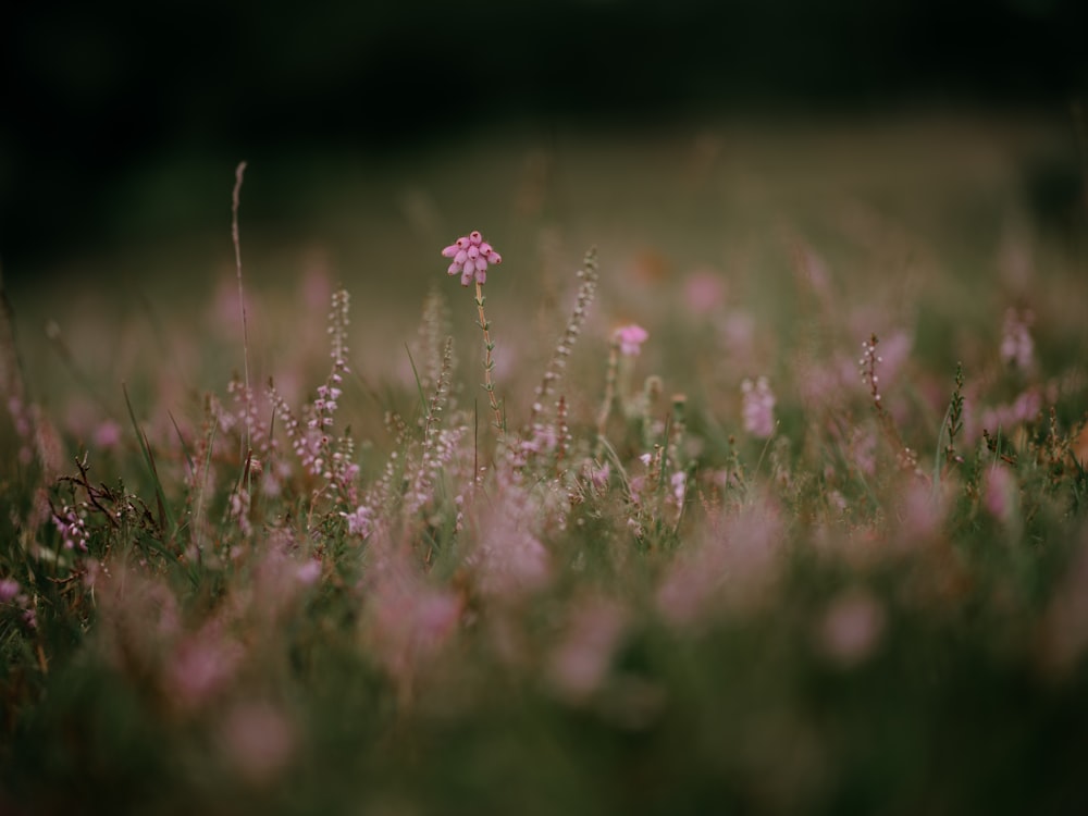 a field full of pink flowers and grass