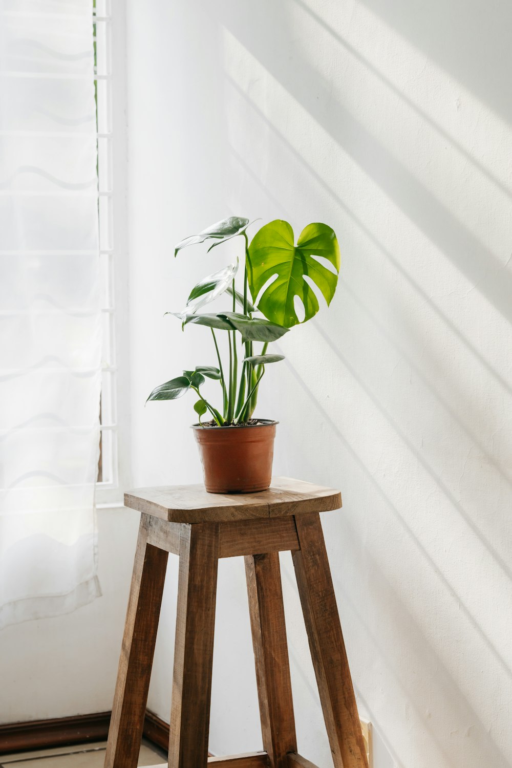 a potted plant sitting on top of a wooden stool