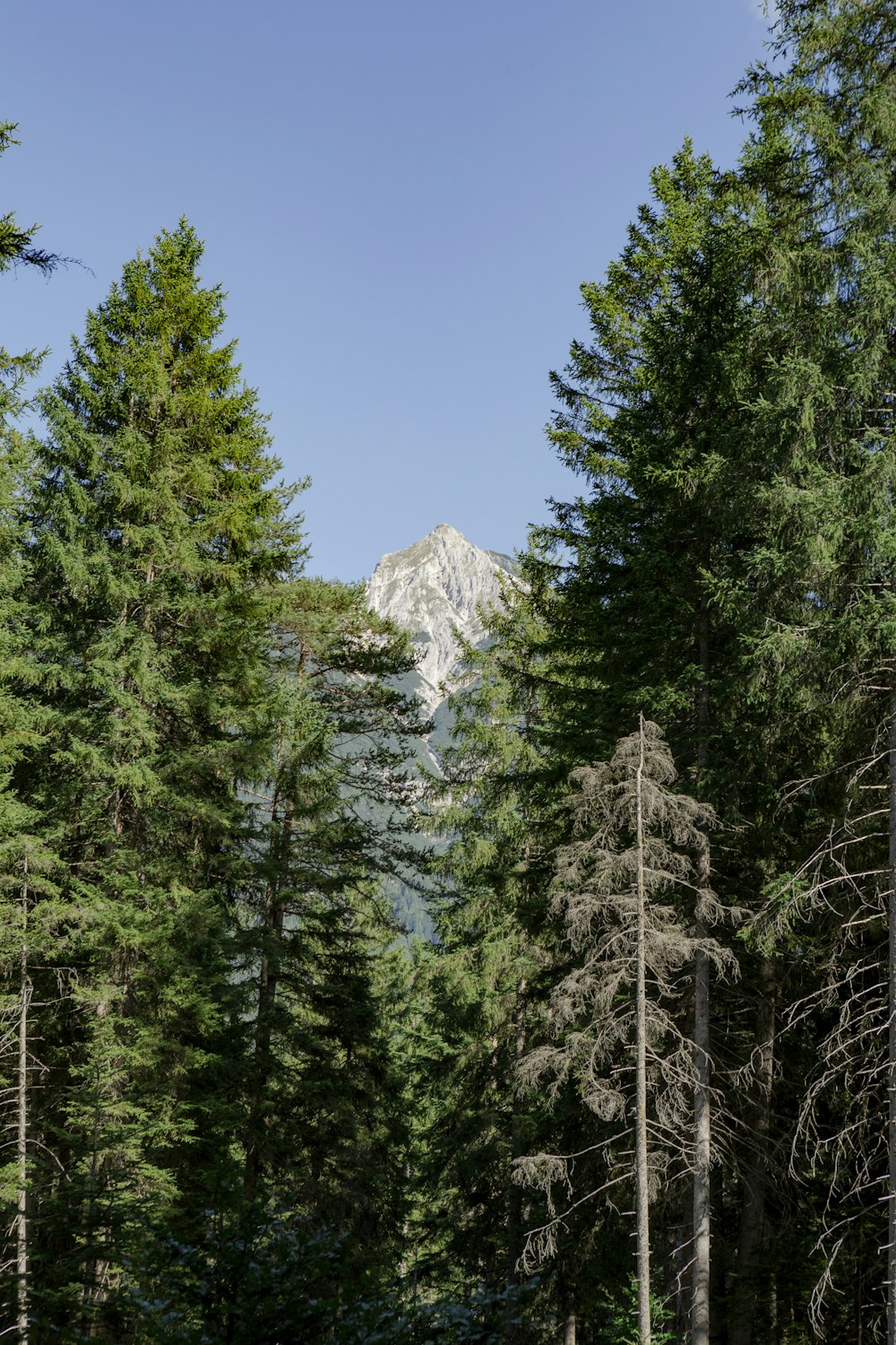 a road in the middle of a forest with a mountain in the background