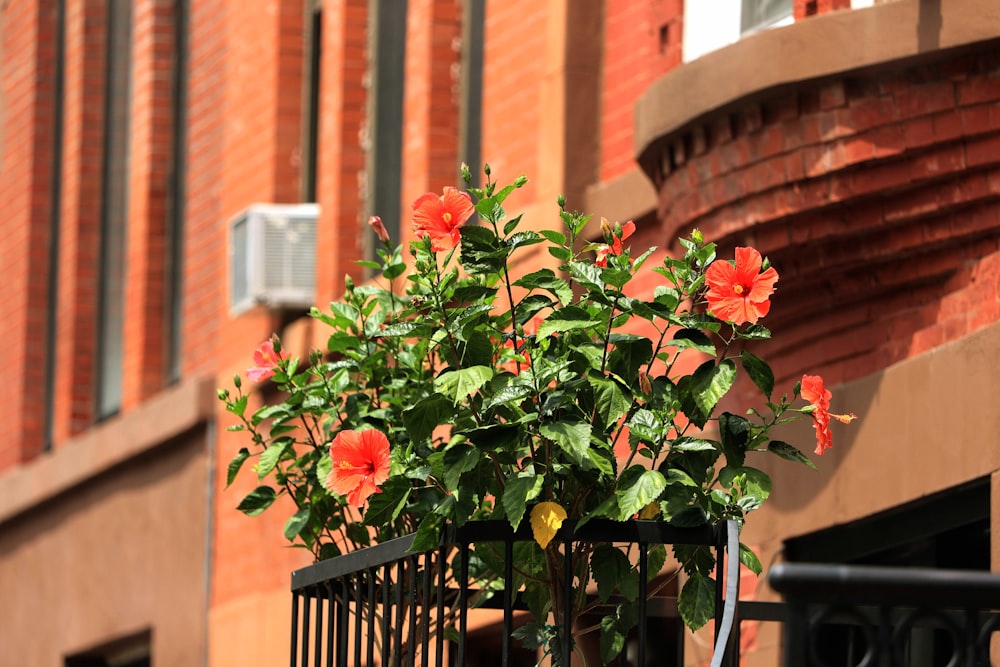 a potted plant in front of a brick building