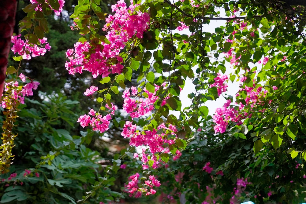 a bench sitting under a tree filled with pink flowers