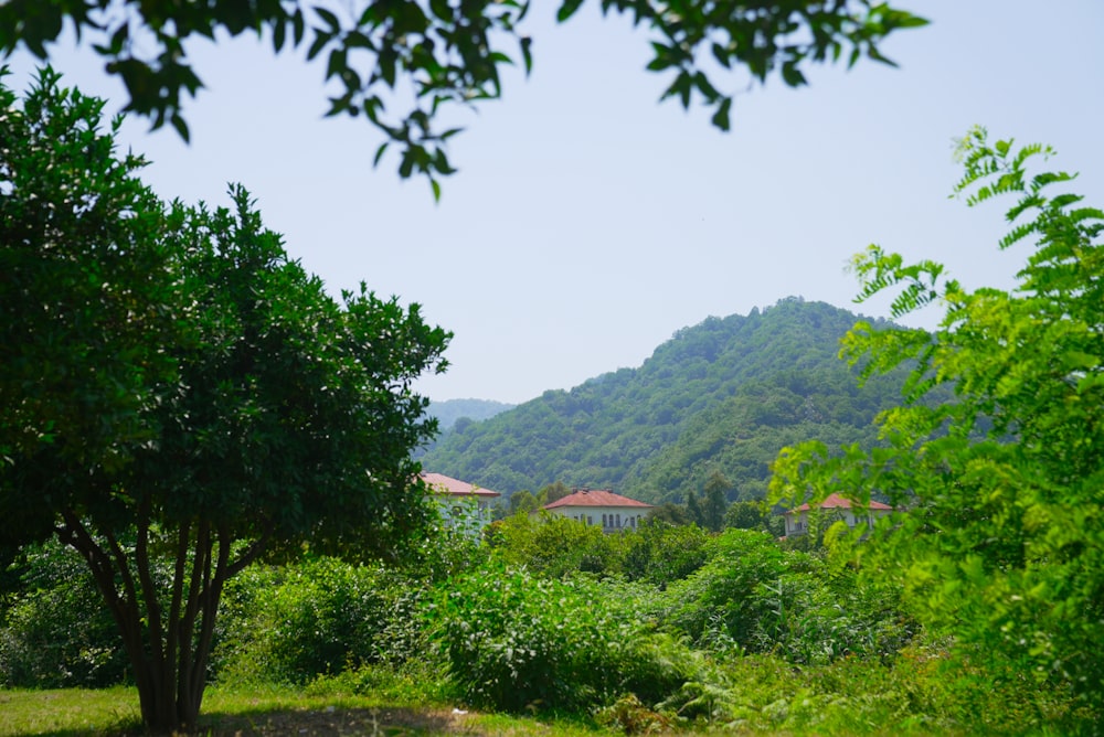 a lush green forest filled with lots of trees