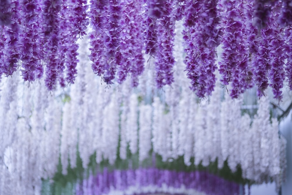 a bunch of purple and white flowers hanging from a ceiling