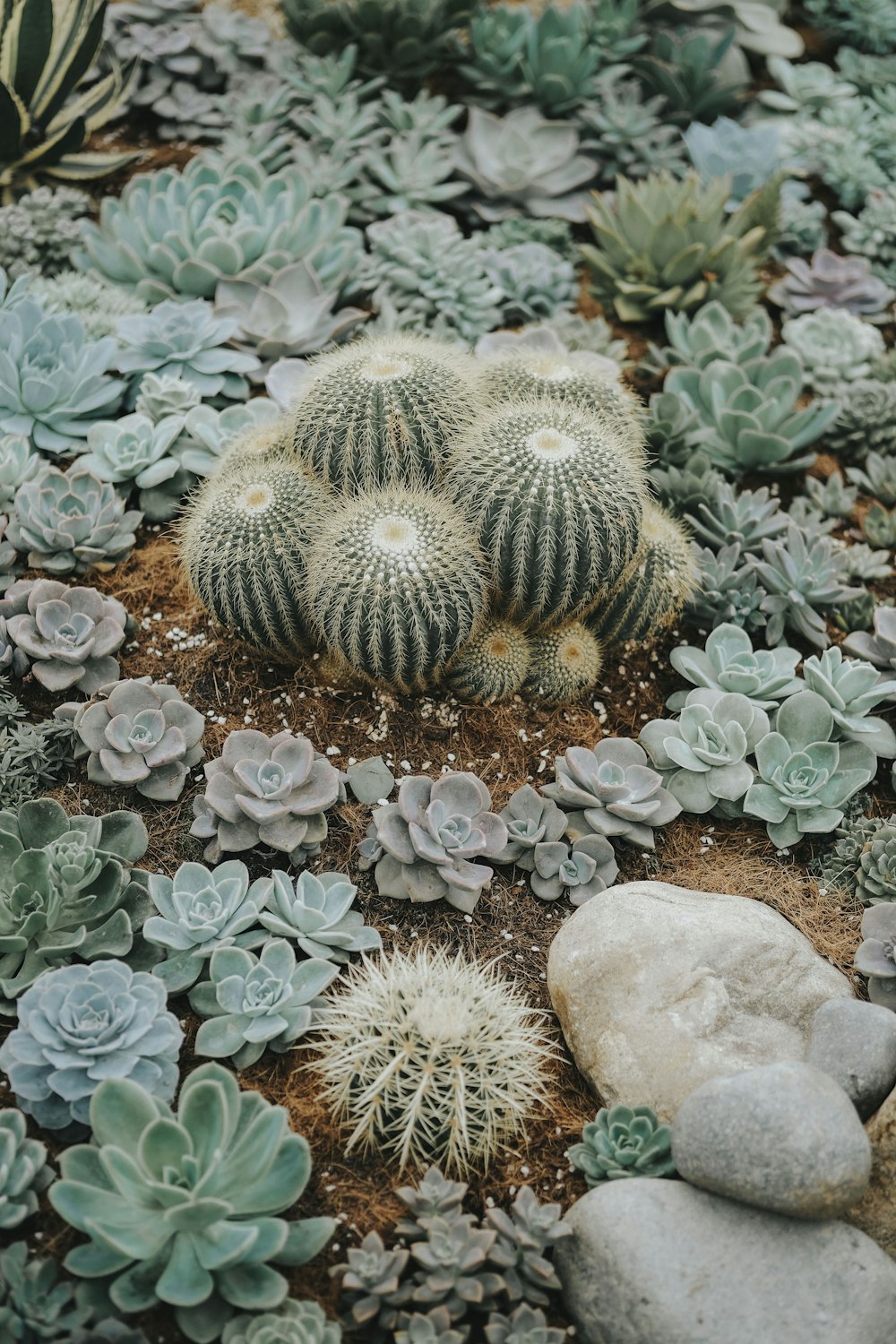 a bunch of plants that are in the dirt