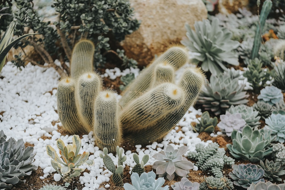 a group of cacti that are sitting in the dirt