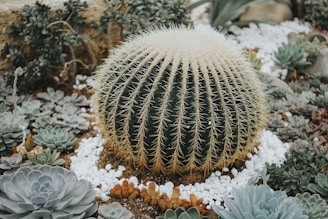 A large, round cactus with prominent golden-yellow spines is surrounded by a variety of succulents and pebbled ground. The arrangement includes a mix of green and grey-green plants, creating a diverse and textured landscape.