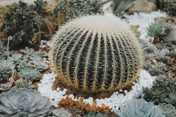 A large, round cactus with prominent golden-yellow spines is surrounded by a variety of succulents and pebbled ground. The arrangement includes a mix of green and grey-green plants, creating a diverse and textured landscape.