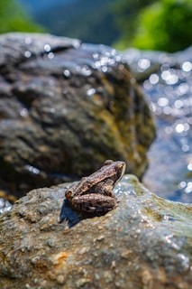 Photo of a small frog sitting on a wet rock near a stream