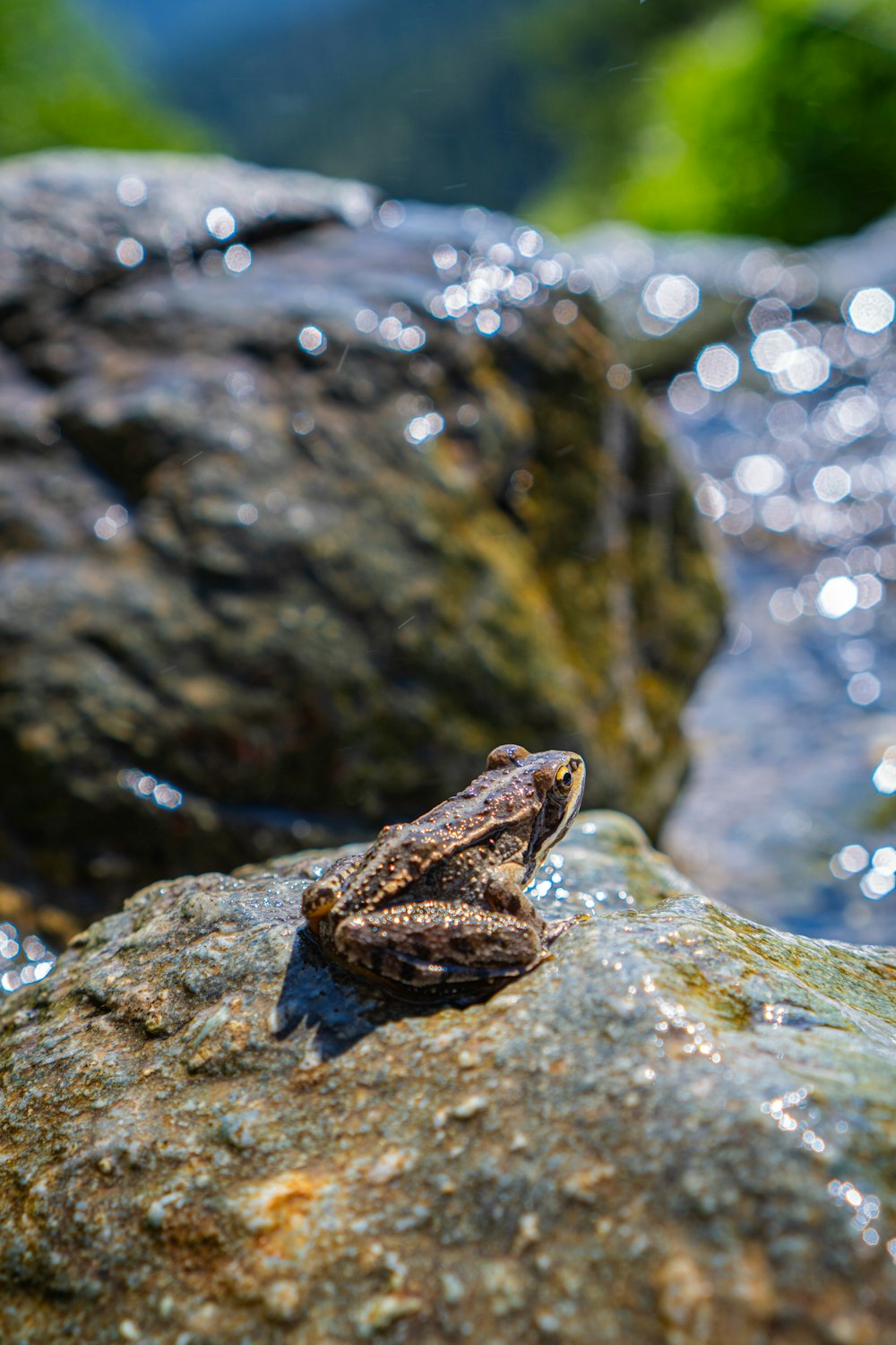 a frog sitting on top of a rock next to a river