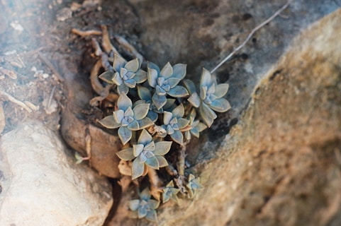 Succulent plants with rosette shapes grow amidst rocky terrain. The leaves have a bluish-green hue with some purple tinges, and they appear nestled in the crevices of the rough, beige stone surfaces.