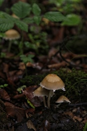 Several small mushrooms with brown caps and white edges growing among green leaves and moss in a forest floor setting. The scene is dimly lit, creating a sense of depth and natural texture with the surrounding foliage.