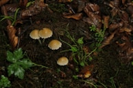 A group of small, light brown mushrooms is growing amidst a layer of rich, dark soil covered with decaying leaves and green vegetation. The scene depicts a natural forest floor environment, with the mushrooms standing out due to their color and shape against the darker background.