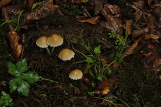 A group of small, light brown mushrooms is growing amidst a layer of rich, dark soil covered with decaying leaves and green vegetation. The scene depicts a natural forest floor environment, with the mushrooms standing out due to their color and shape against the darker background.