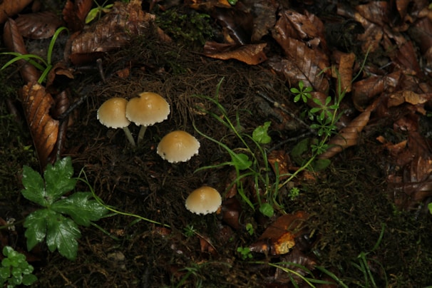 A group of small, light brown mushrooms is growing amidst a layer of rich, dark soil covered with decaying leaves and green vegetation. The scene depicts a natural forest floor environment, with the mushrooms standing out due to their color and shape against the darker background.