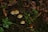 A group of small, light brown mushrooms is growing amidst a layer of rich, dark soil covered with decaying leaves and green vegetation. The scene depicts a natural forest floor environment, with the mushrooms standing out due to their color and shape against the darker background.