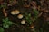 A group of small, light brown mushrooms is growing amidst a layer of rich, dark soil covered with decaying leaves and green vegetation. The scene depicts a natural forest floor environment, with the mushrooms standing out due to their color and shape against the darker background.