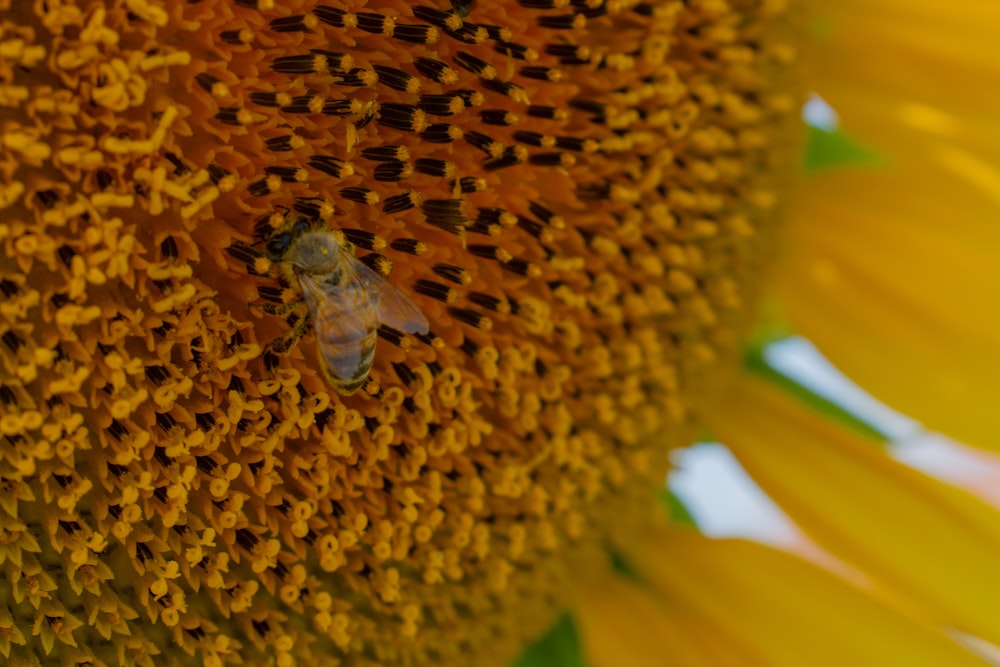 a large sunflower with a bee on it